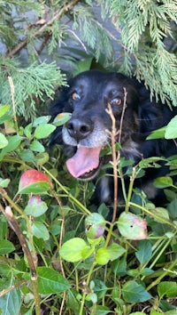 a black dog with its tongue sticking out of a bush