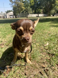 person, an adoptable chihuahua in houston, texas