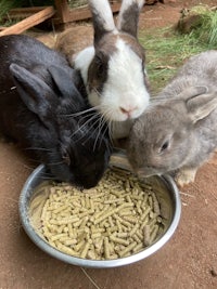 three rabbits eating from a bowl of food