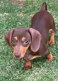 a brown and tan dachshund puppy standing in the grass