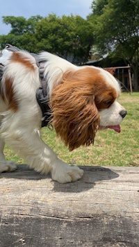 a white and brown dog is leaning on a wooden fence