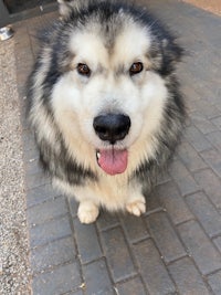 a black and white husky dog is standing on a sidewalk