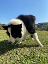 a black and white dog in the grass