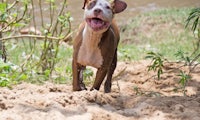 a dog running in the sand next to a river