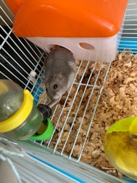 a hamster in a cage with food and toys