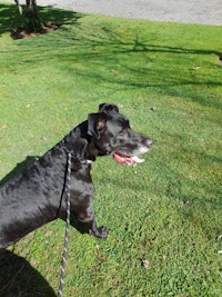 a black dog with a frisbee in its mouth