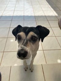 a black and white dog standing on a tile floor