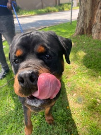 a black and tan rottweiler dog with his tongue out