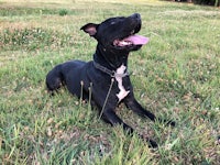 a black dog sitting in a grassy field