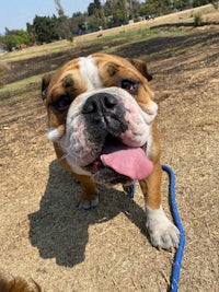 a bulldog with his tongue out in a park