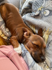 a brown dog sleeping on a blanket