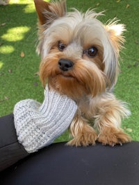 a yorkshire terrier is sitting on a person's lap