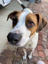 a white and brown dog standing on a brick walkway