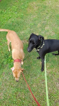 two dogs standing on a leash in a grassy area