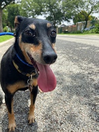 a black and tan dog on a leash