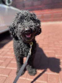 a black poodle on a leash in front of a car