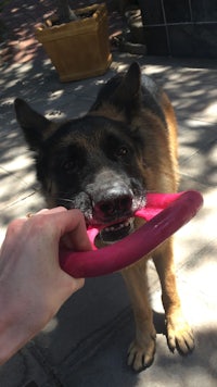 a dog with a frisbee in its mouth