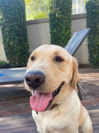 a golden retriever sitting on a wooden deck