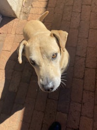 a dog is standing on a brick walkway looking up at a person