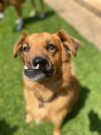 a brown dog with a tooth sticking out of his mouth