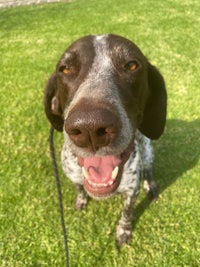 a black and white dog with a leash in the grass