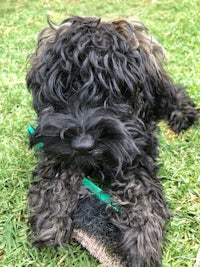 a black dog laying on the grass with a green brush