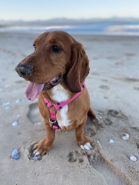 a brown and white dachshund sitting on the beach