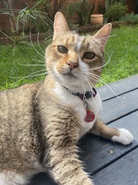 a cat laying on a wooden deck