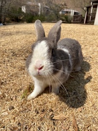 a grey and white rabbit sitting on the ground