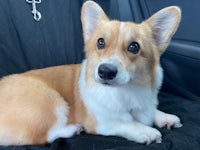 a white and brown corgi sitting in the back seat of a car