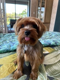 a small brown dog sitting on a bed