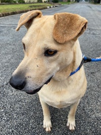 a tan dog standing on a street with a leash