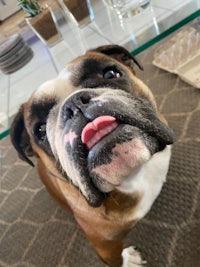 a bulldog with his tongue sticking out of his mouth