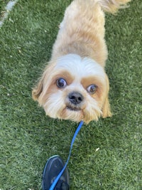 shih tzu on a leash