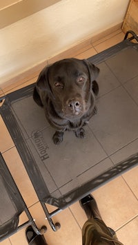 a black dog laying on a bed