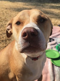 a dog sitting on a blanket with a frisbee