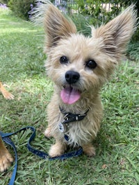 a small dog is standing on a leash in the grass