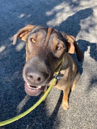 a brown dog with a leash on the sidewalk