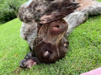 a black and white dog laying on the grass