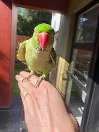 a green parrot sitting on a person's hand