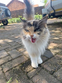 a cat with its tongue out on a brick walkway