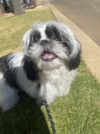 a small black and white dog sitting on the grass