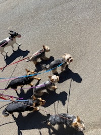 a group of dogs on a leash