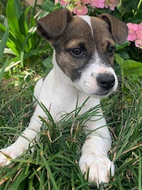 a small brown and white puppy laying in the grass