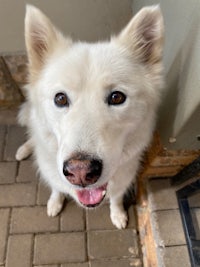 a white dog with his tongue out looking at the camera