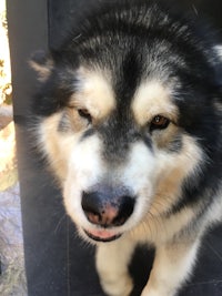 a close up of a husky dog looking at the camera