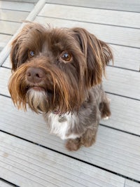 a brown and white dog sitting on a wooden deck