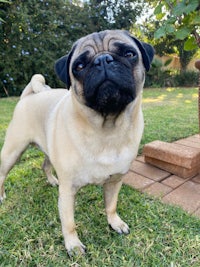 a pug dog standing on the grass in front of a tree