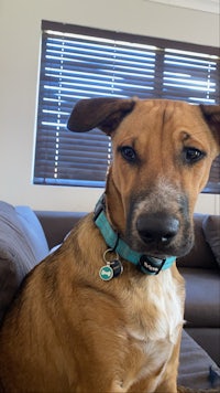 a brown dog sitting on a couch