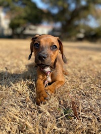 a small brown dog laying in the grass